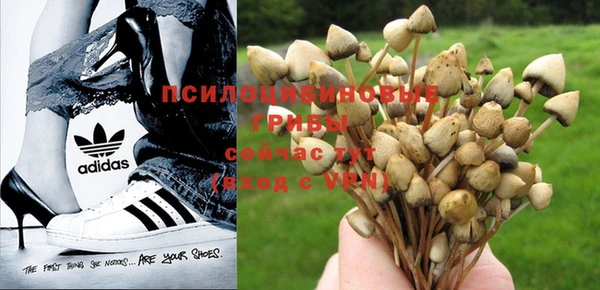 прущие грибы Верхний Тагил