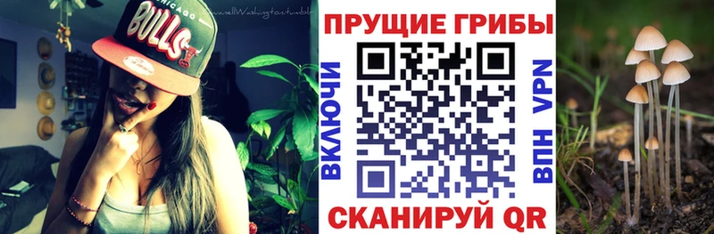 Псилоцибиновые грибы GOLDEN TEACHER  Купить  Бологое 
